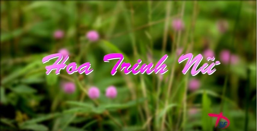 Hoa trinh nữ