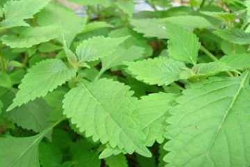 Cây kinh giới: Vị thuốc dân gian cứu người trúng gió bị cấm khẩu, méo miệng