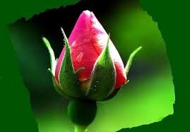 Huyền thoại một nụ hoa